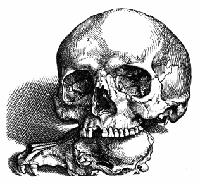 The Editor's Skull.